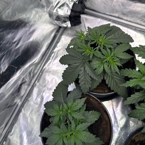 Mimosa x Orange Punch Auto growlog timeline photo