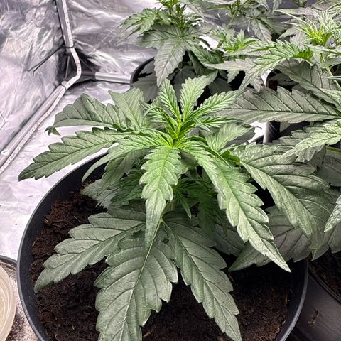 Strawberry Cheesecake Auto growlog timeline photo