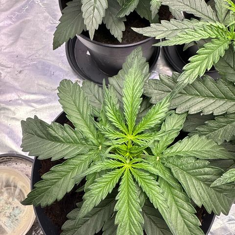 Strawberry Cheesecake Auto growlog timeline photo