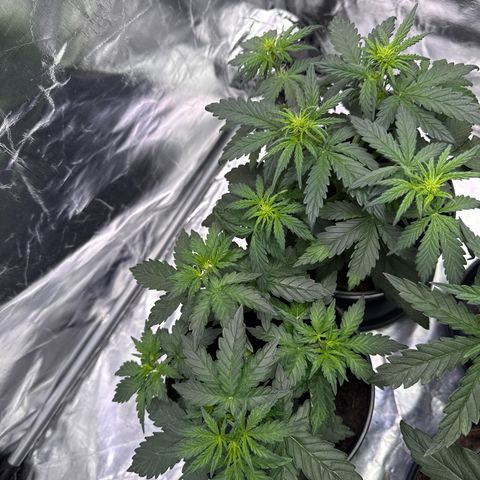 Mimosa x Orange Punch Auto growlog timeline photo