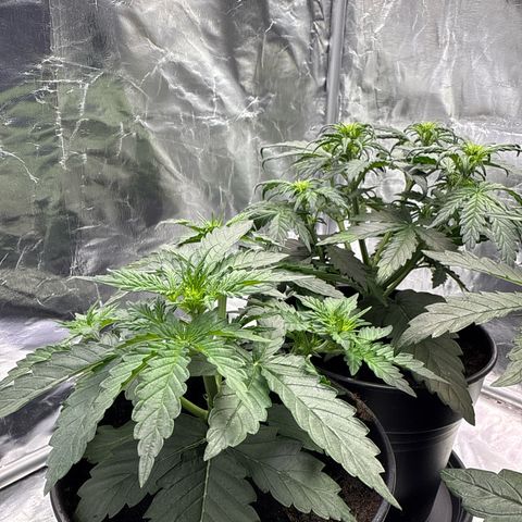 Mimosa x Orange Punch Auto growlog timeline photo