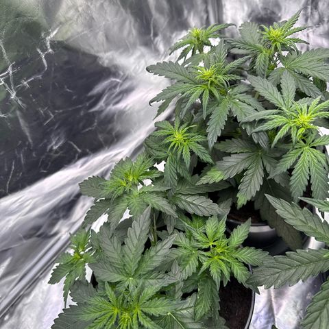 Mimosa x Orange Punch Auto growlog timeline photo