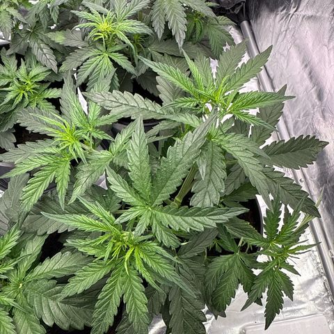 Tangerine Dream growlog timeline photo