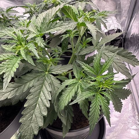 Tangerine Dream growlog timeline photo