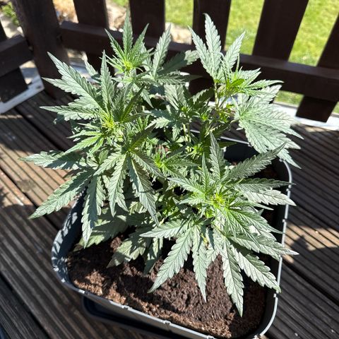 Tangerine Dream growlog timeline photo