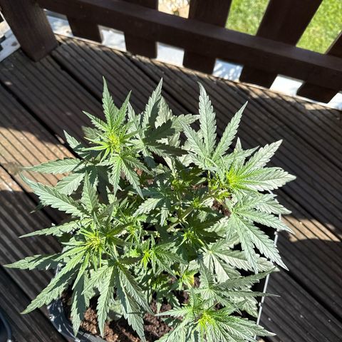 Tangerine Dream growlog timeline photo
