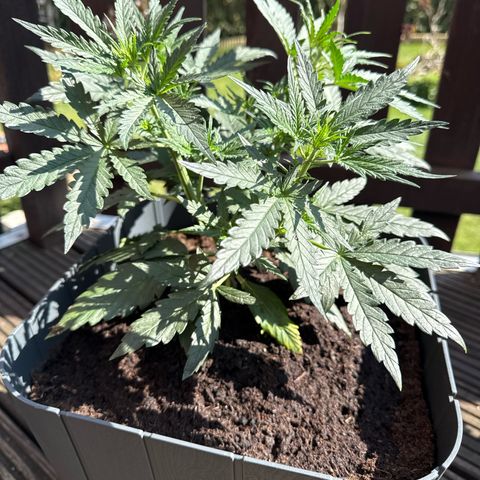 Tangerine Dream growlog timeline photo
