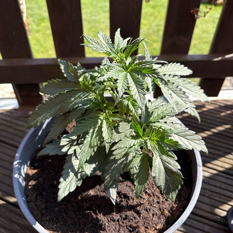 Strawberry Cheesecake Auto growlog timeline photo