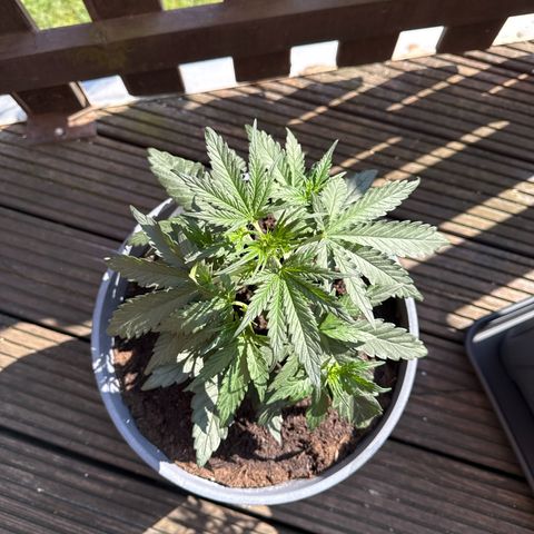 Strawberry Cheesecake Auto growlog timeline photo