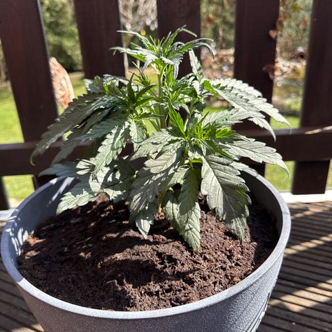 Strawberry Cheesecake Auto growlog timeline photo