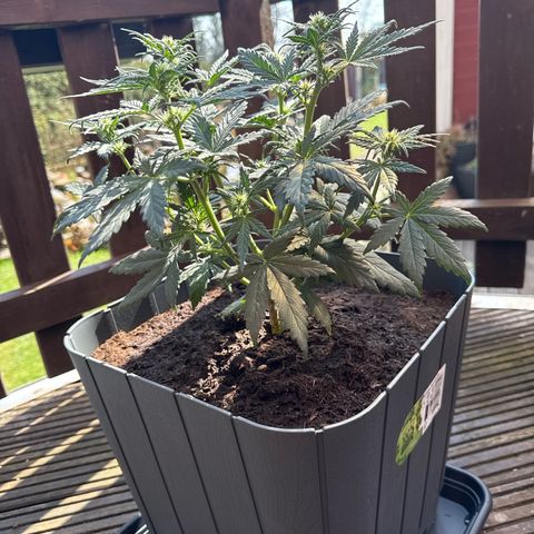 Mimosa x Orange Punch Auto growlog timeline photo