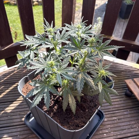 Mimosa x Orange Punch Auto growlog timeline photo