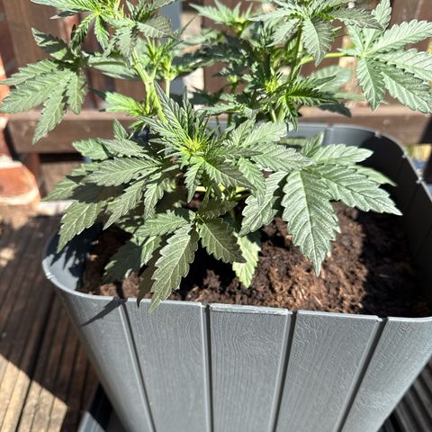 Mimosa x Orange Punch Auto growlog timeline photo