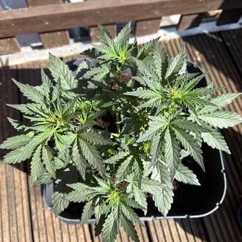 Mimosa x Orange Punch Auto growlog timeline photo