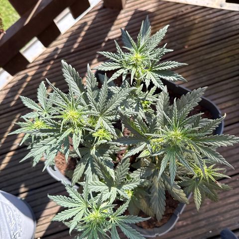 Mimosa x Orange Punch Auto growlog timeline photo