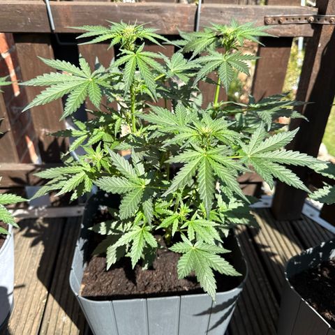 Mimosa x Orange Punch Auto growlog timeline photo