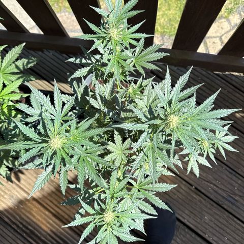 Mimosa x Orange Punch Auto growlog timeline photo