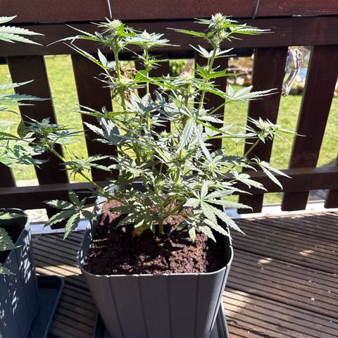 Mimosa x Orange Punch Auto growlog timeline photo