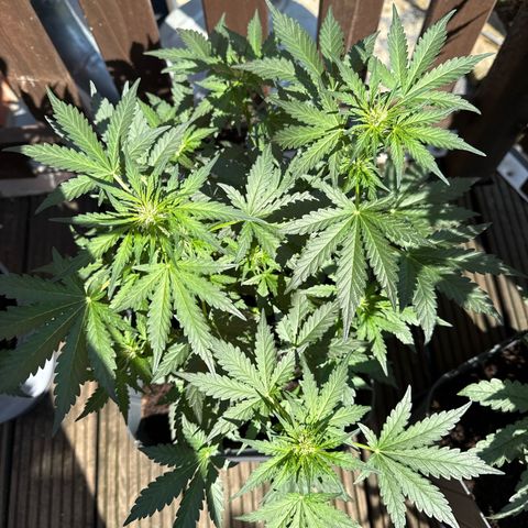 Mimosa x Orange Punch Auto growlog timeline photo