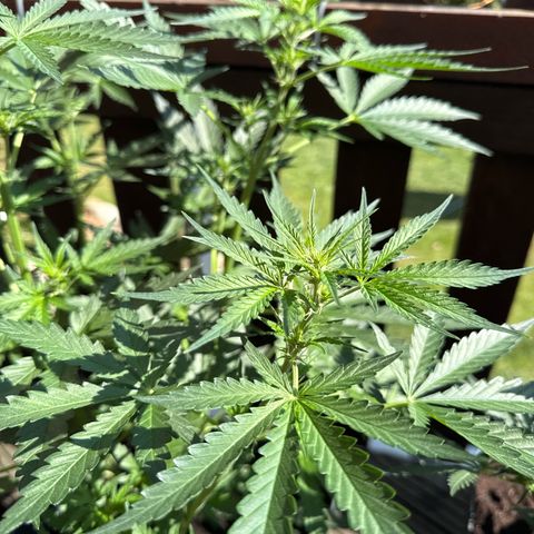 Tangerine Dream growlog timeline photo