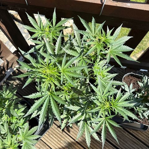Tangerine Dream growlog timeline photo