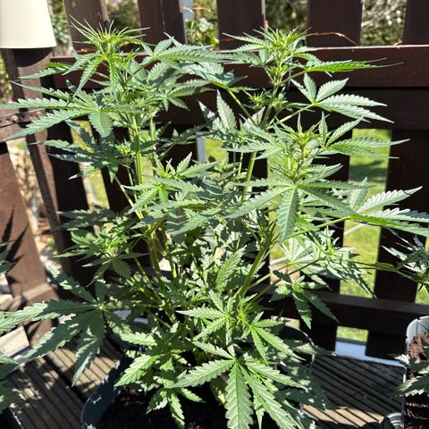 Tangerine Dream growlog timeline photo
