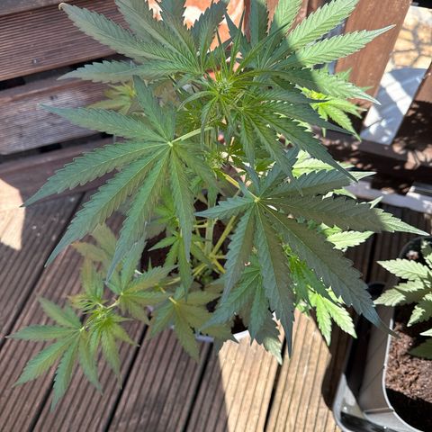 Strawberry Cheesecake Auto growlog timeline photo