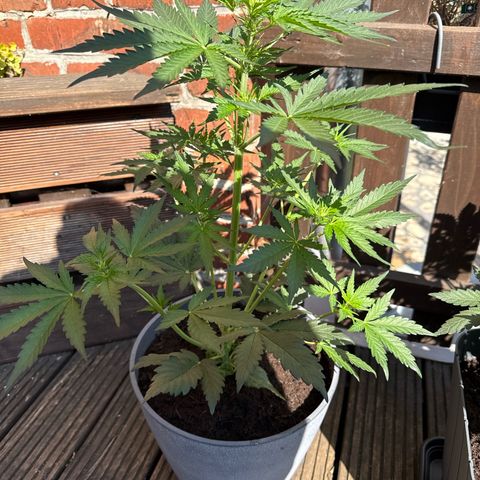 Strawberry Cheesecake Auto growlog timeline photo