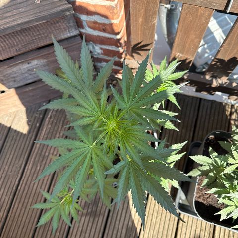 Strawberry Cheesecake Auto growlog timeline photo