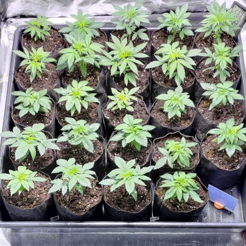 Jack Herer #01 growlog timeline photo