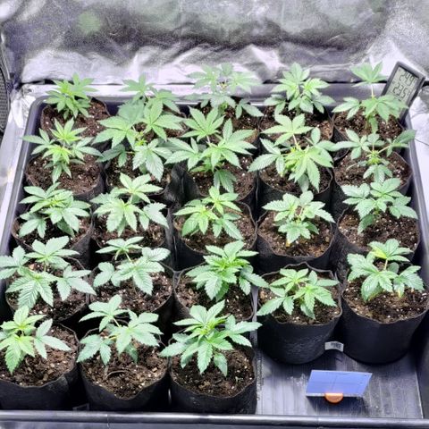 Jack Herer #01 growlog photo: Cutting top of apex
