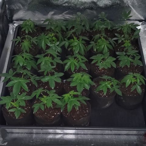 Jack Herer #01 growlog timeline photo