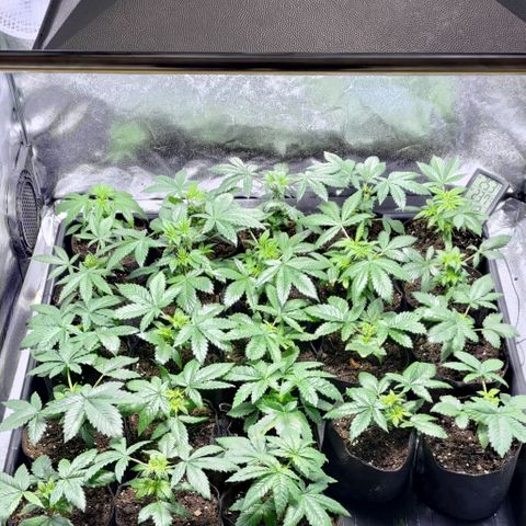 Jack Herer #01 growlog timeline photo