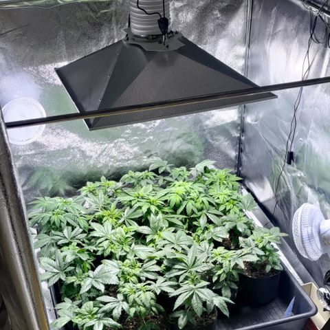 Jack Herer #01 growlog timeline photo