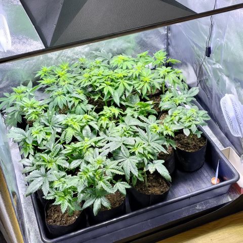 Jack Herer #01 growlog photo: Clones sampled