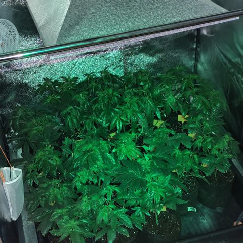 Jack Herer #01 growlog timeline photo