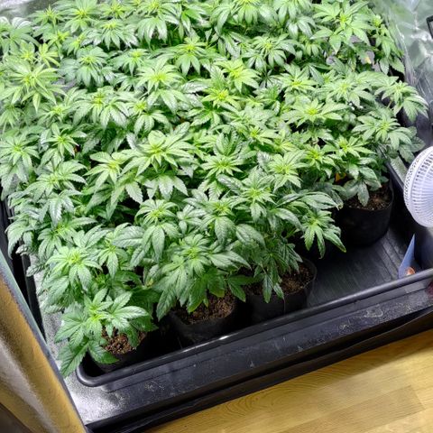 Jack Herer #01 growlog timeline photo