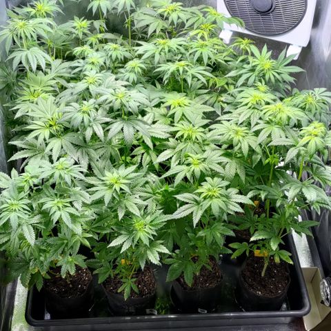 Jack Herer #01 growlog timeline photo