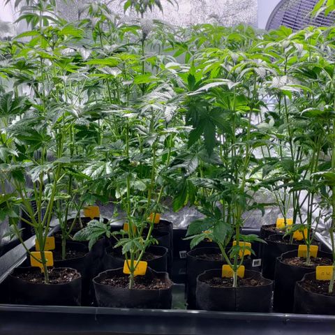 Jack Herer #01 growlog timeline photo