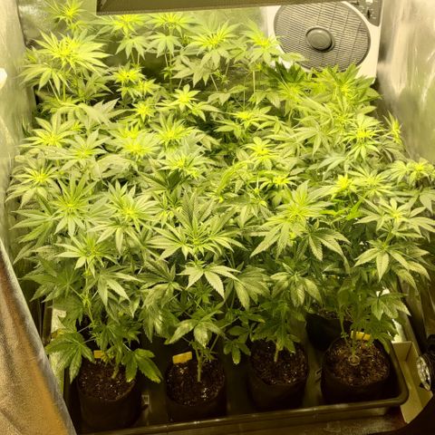 Jack Herer #01 growlog photo: Flo +1