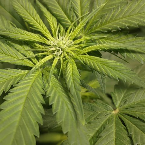 Jack Herer #01 growlog photo: Flo +1