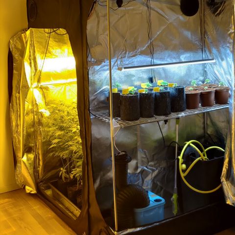 Jack Herer #01 growlog timeline photo