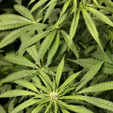 Jack Herer #01 growlog timeline photo