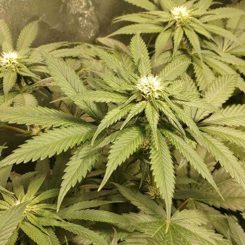 Jack Herer #01 growlog timeline photo