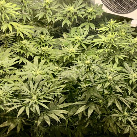 Jack Herer #01 growlog timeline photo
