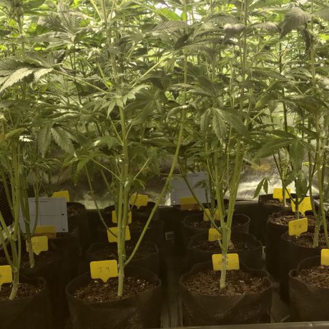 Jack Herer #01 growlog timeline photo