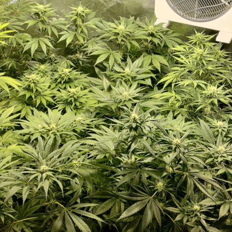 Jack Herer #01 growlog timeline photo