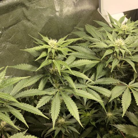 Jack Herer #01 growlog timeline photo