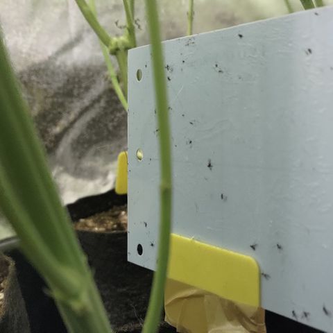 Jack Herer #01 growlog timeline photo