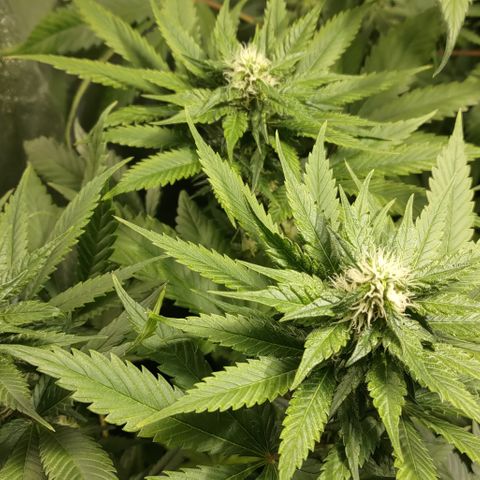 Jack Herer #01 growlog timeline photo